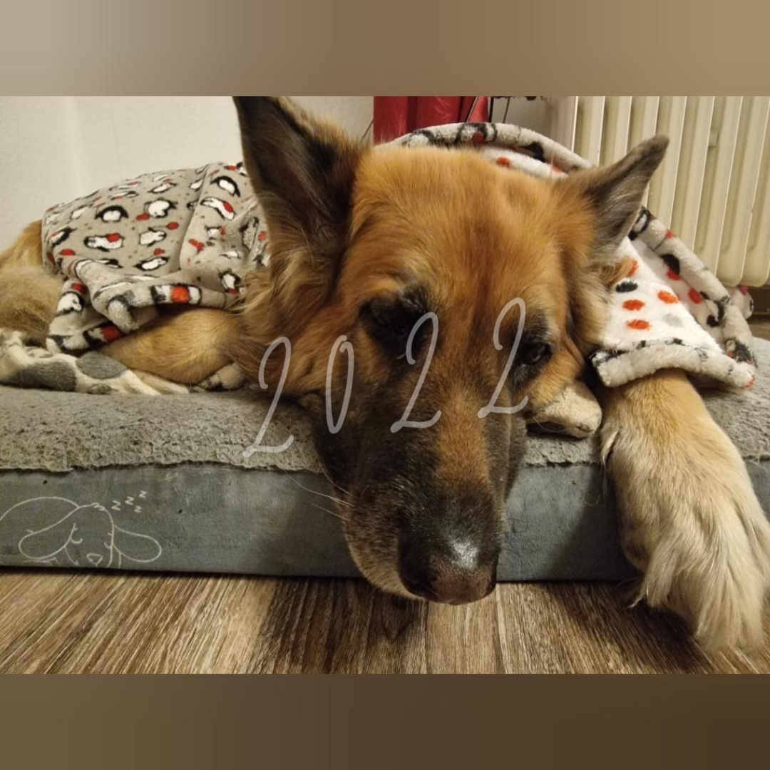 2026 Adventskalender